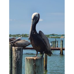 McCarthy's Marina